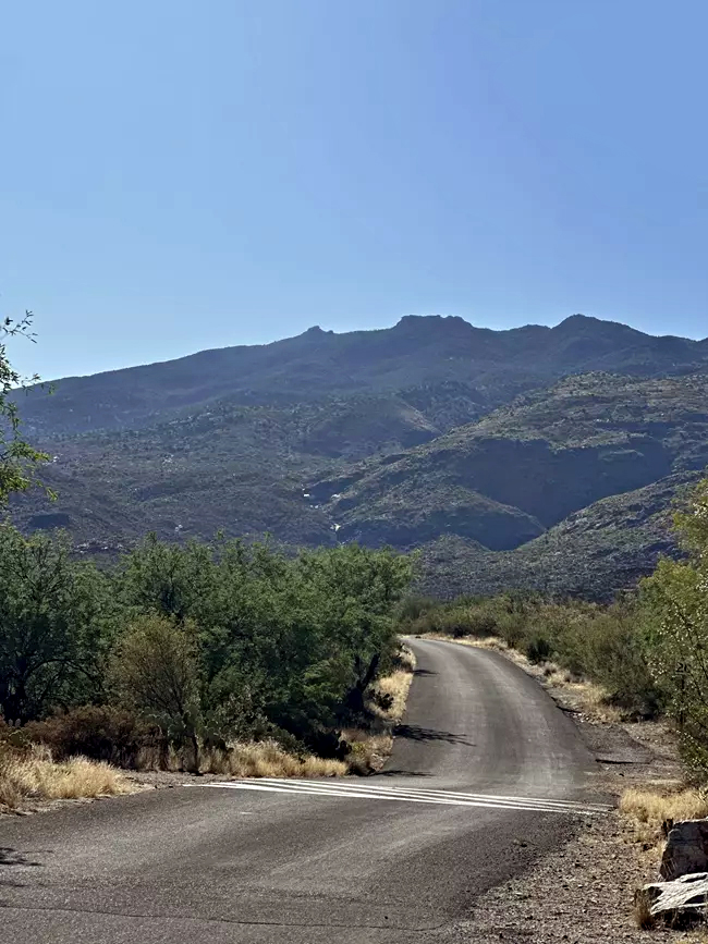 The paved Cactus Forest Loop Drive is a great route for bicycling at Saguaro National Park / NPS file
