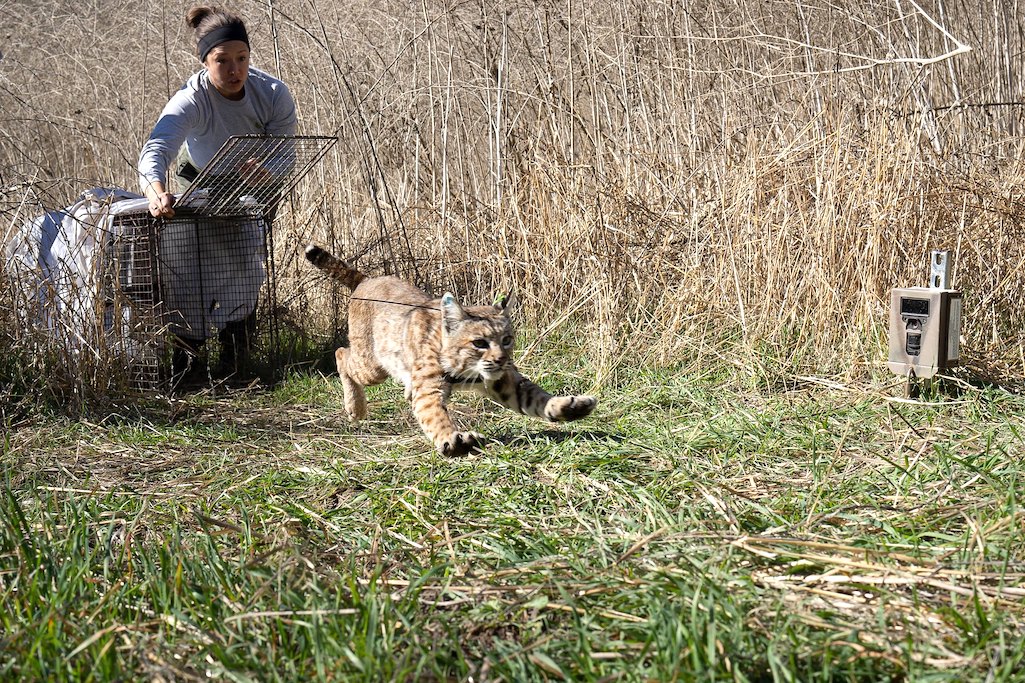 After being tagged and collared, bobcat B-370 was released/NPS file After being tagged and collared, bobcat B-370 was released/NPS file