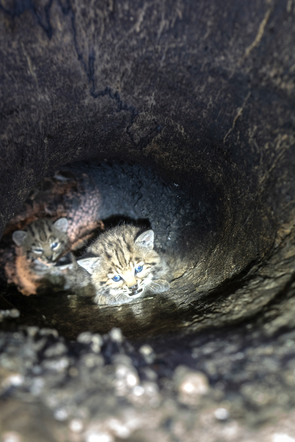 A bobcat used a charred oak tree at Santa Monica Mountains NRA as a den for her kittens/NPS file A bobcat used a charred oak tree at Santa Monica Mountains NRA as a den for her kittens/NPS file