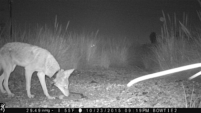 Coyote at Santa Monica Mountains NRA/NPS Coyote at Santa Monica Mountains NRA/NPS