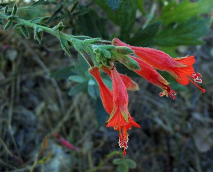 California Fuchsia at Santa Monica Mountains NRA/NPS California Fuchsia at Santa Monica Mountains NRA/NPS