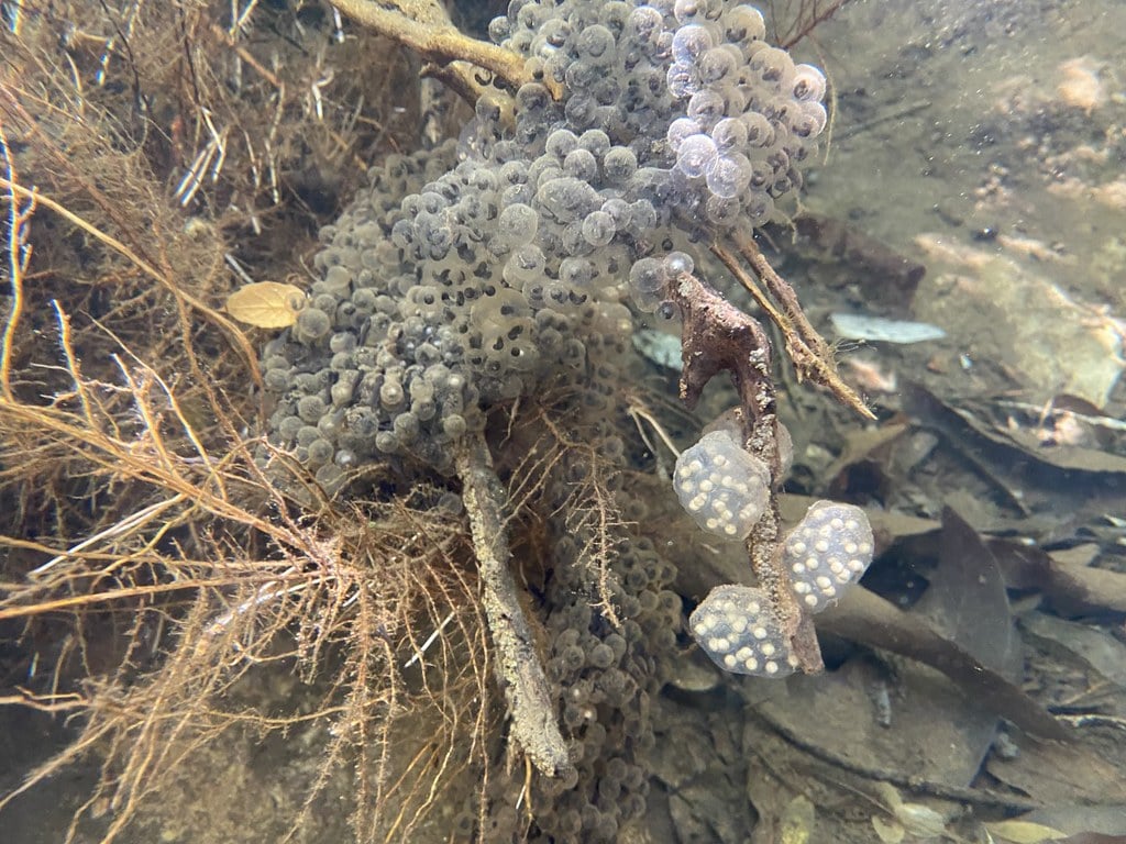 Biologists were surprised to find egg masses in two different stream locations/NPS