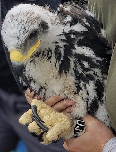 The chicks, a male and a female, were found in early May/NPS