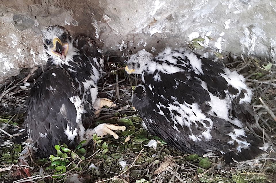 A pair of golden eagle chicks was found in Santa Monica Mountains NRA/NPS