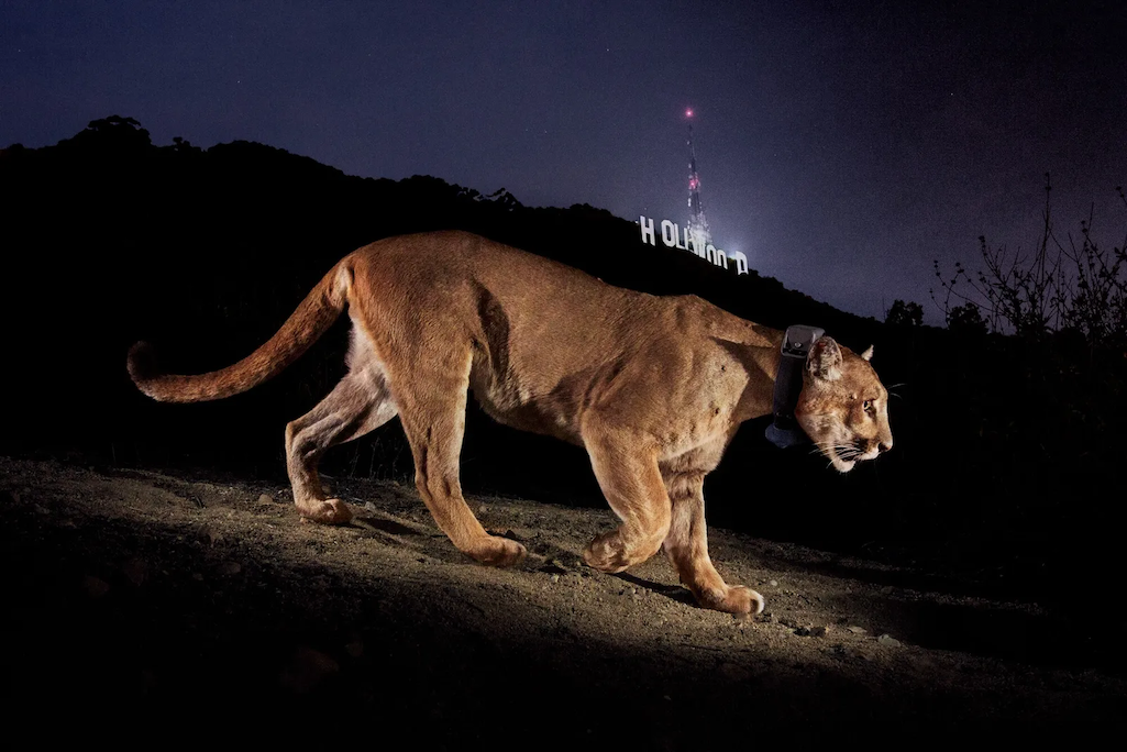 Iconic mountain lion P-22 was put down Saturday due to extensive injuries and health issues/Steve Winter via NPS