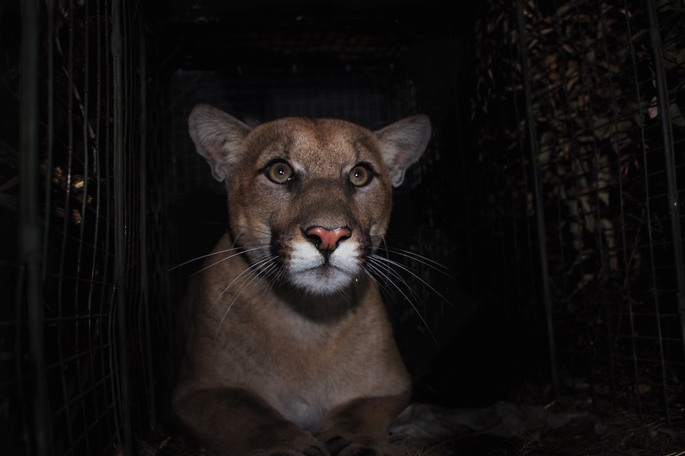 P-61 safely crossed the 405 Freeway into Santa Monica Mountains NRA/NPS file