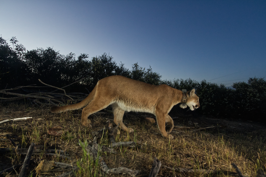 P-65, a female, is believed to be the first mountain lion to die from mange at Santa Monica Mountains NRA/NPS file P-65, a female, is believed to be the first mountain lion to die from mange at Santa Monica Mountains NRA/NPS file