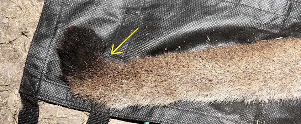 This closeup shows the kink in P-81's tail/NPS