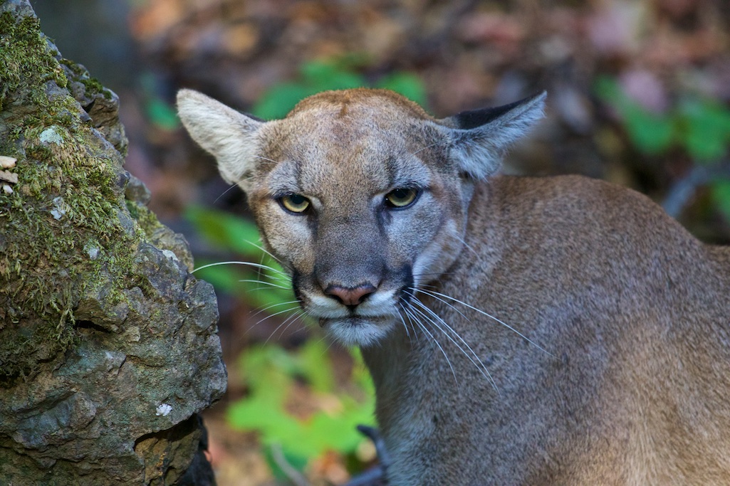 P-42 is a female mountain lion captured in the Santa Monica Mountains and whose locations are in a figure in the published paper/NPS