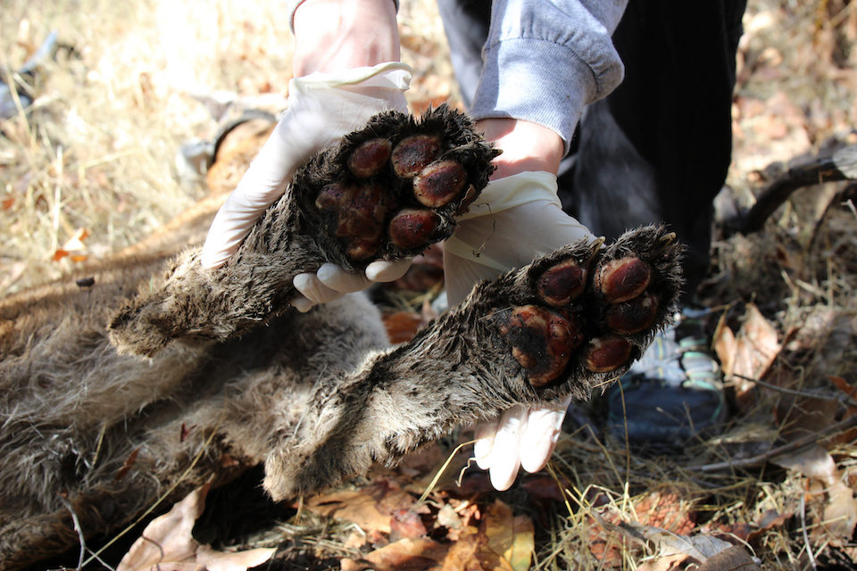 P-64's paws were visibly burned/NPS