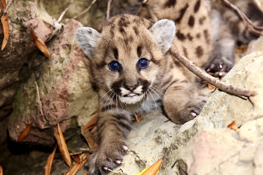 Construction of a wildlife overpass over the 101 Freeway in California is expected to improve mountain lion habitat and gene flow/NPS file Construction of a wildlife overpass over the 101 Freeway in California is expected to improve mountain lion habitat and gene flow/NPS file