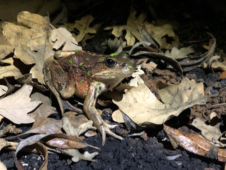 Woolsey Fire, california red-legged frog, nature, santa monica mountains, national park.