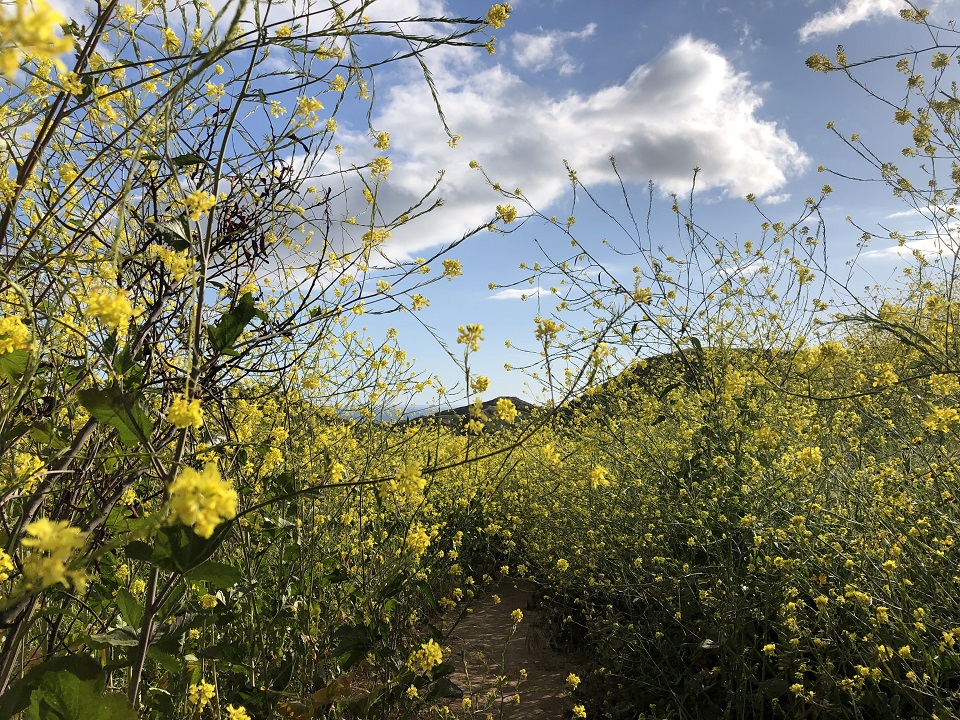 mustard, invasive species, plant, flowers, superbloom, california, santa monica, national park