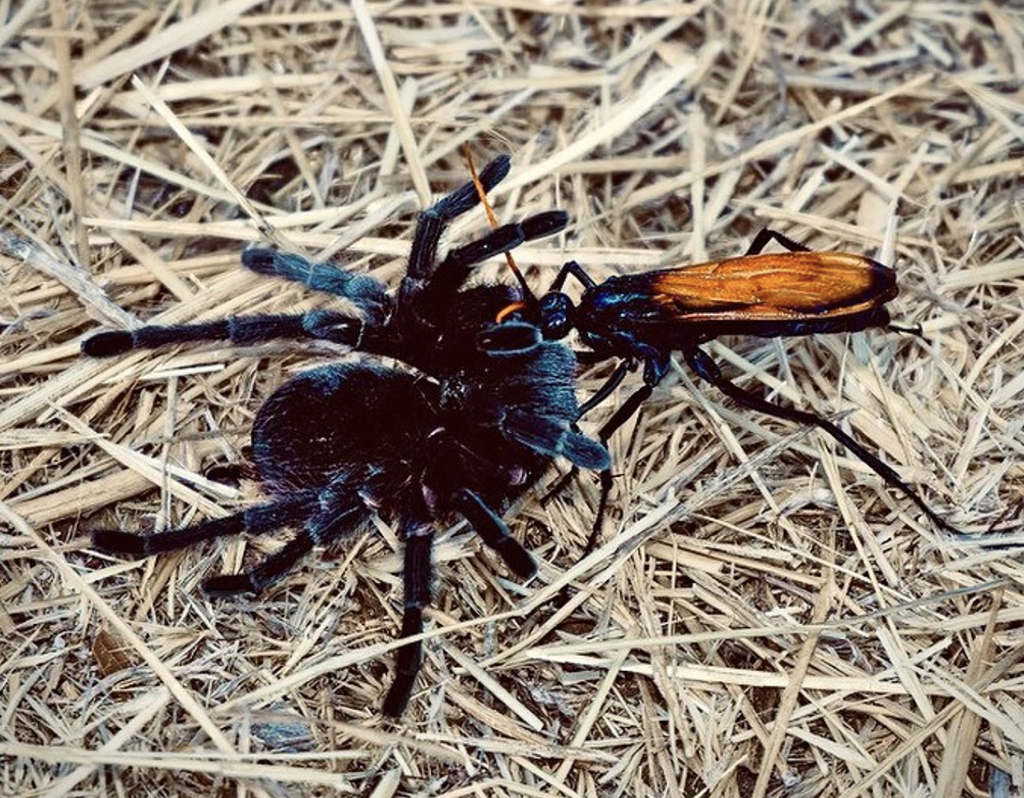 Tarantula hawk with its paralyzed prey, Santa Monica Mountains National Recreation Area / NPS - volunteer Kerry Perkins
