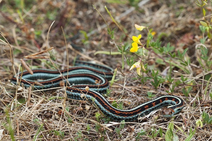 San Francisco Garter Snake/Natalie McNear