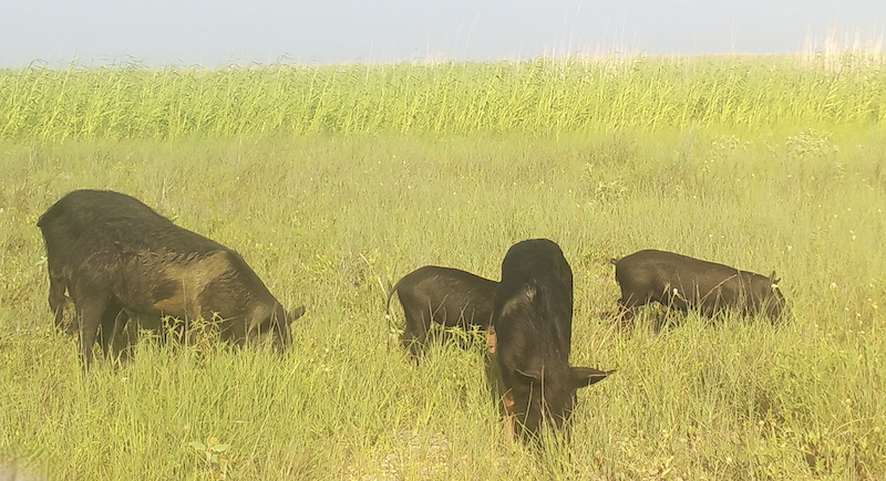 Feral swine foraging / NPS Feral swine foraging / NPS