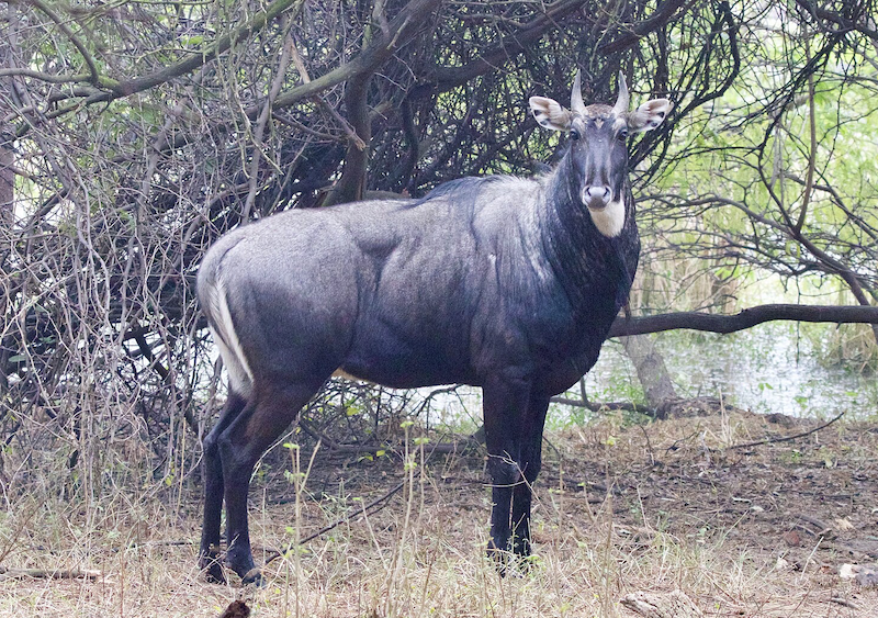 The non-native nilgai / Wikipedia commons The non-native nilgai / Wikipedia commons