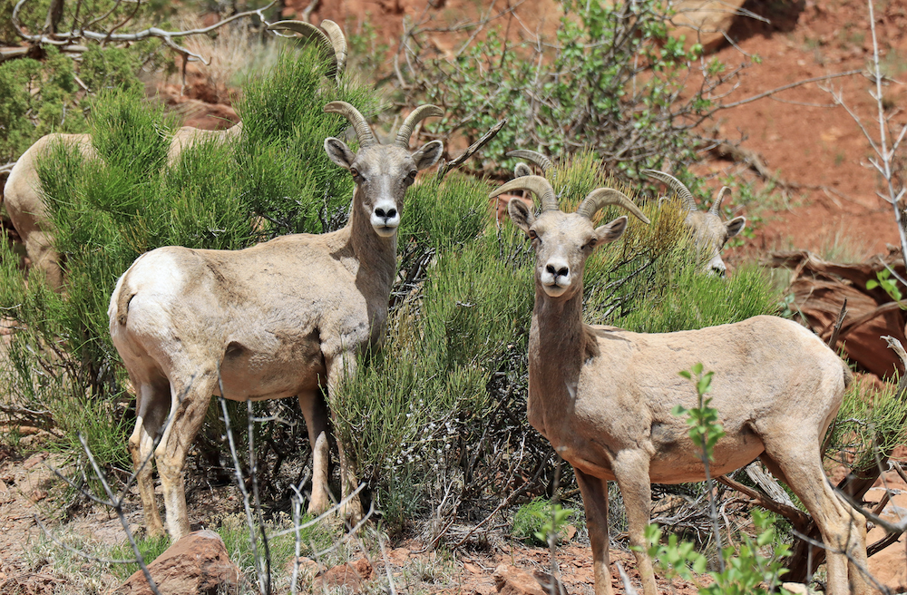 Two ewes in the Colorado National Monument / NPS