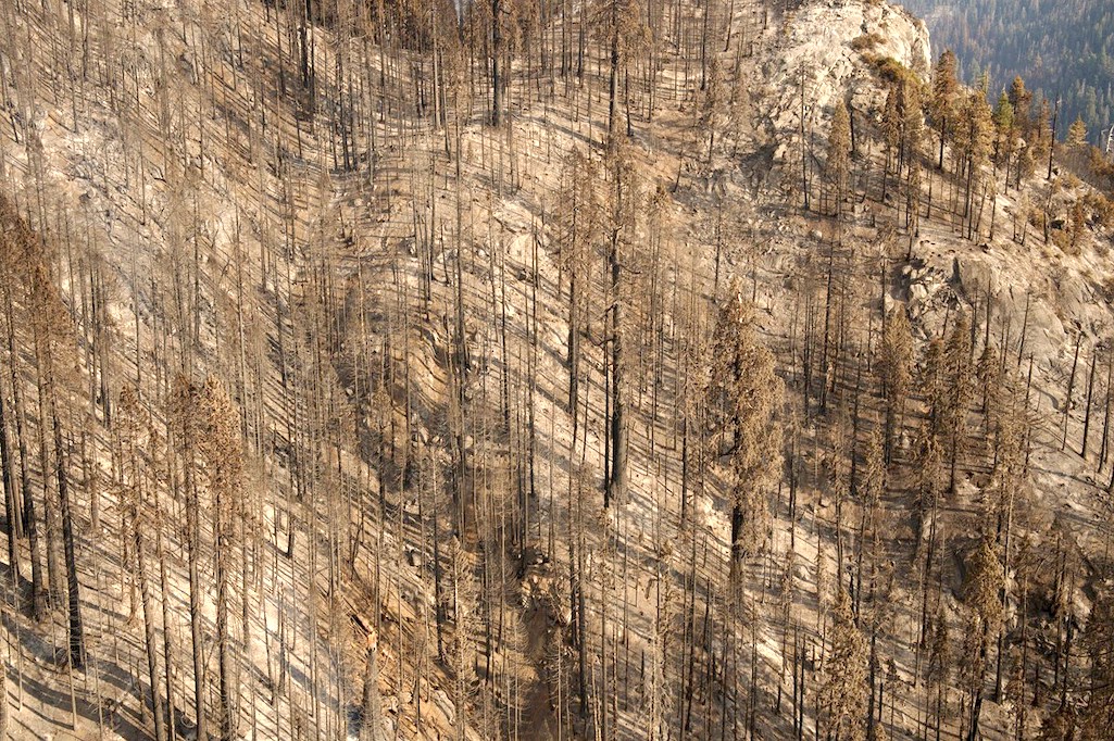 Slope of fire-killed giant sequoias and other conifers in the Board Camp Grove, Sequoia National Park/NPS, Tony Caprio, 11-2-20 overflight Slope of fire-killed giant sequoias and other conifers in the Board Camp Grove, Sequoia National Park/NPS, Tony Caprio, 11-2-20 overflight