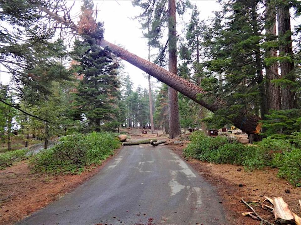 Hazard trees have to be cleared before campgrounds can open/NPS