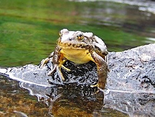 Non-native trout have feasted on mountain yellow-legged frogs in Sequoia and Kings Canyon national parks/NPS file