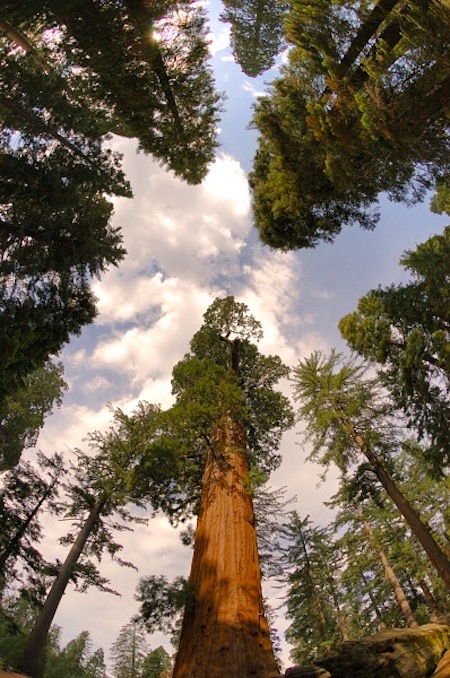 The Giant Forest in Sequoia National Park is back open on a daily basis/NPS file