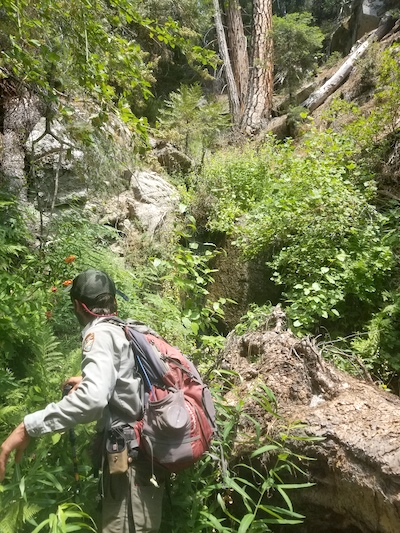 Dense vegetation and steep drop-offs hampered the search for Matt Thoke in Sequoia National Park/NPS Dense vegetation and steep drop-offs hampered the search for Matt Thoke in Sequoia National Park/NPS