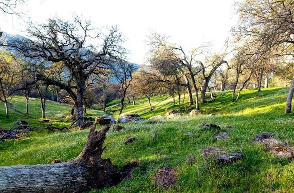 Wildflower grass carpets canyon ground with outcroppings of rock and trees in Sequoia and Kings Canyon National Park, California/Photo courtesy of Jacob Job