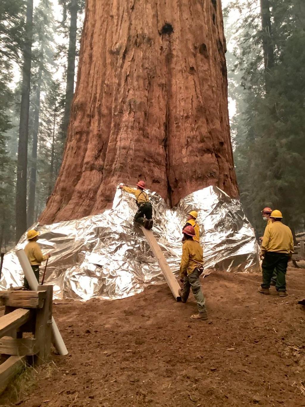 Firefighters wrapped protective foil around the sequoias in Sequoia National Park's Giant Forest. Firefighters wrapped protective foil around the sequoias in Sequoia National Park's Giant Forest.