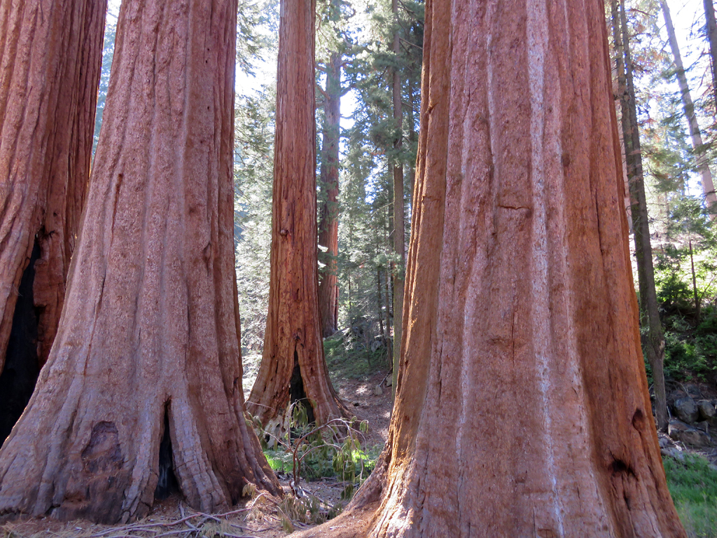 The red bark of sequoia trees, Sequoia National Park / Jeff Hollett