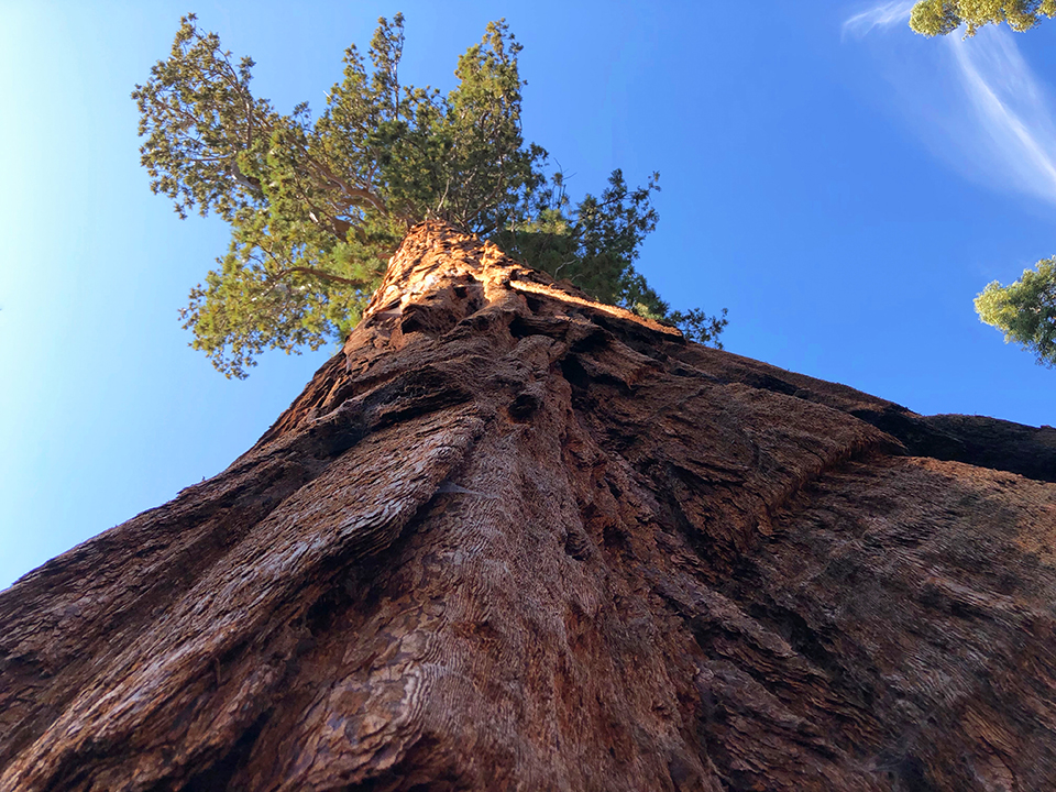 Looking skyward at a giant sequoia tree, Sequoia and Kings Canyon National Parks / Nate Steiner