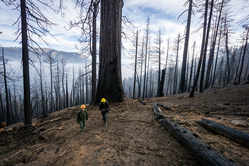 Scientists assessing fire impacts at Redwood Mountain Grove, Sequoia and Kings Canyon National Parks / NPS - Daniel Jeffcoach Scientists assessing fire impacts at Redwood Mountain Grove, Sequoia and Kings Canyon National Parks / NPS - Daniel Jeffcoach