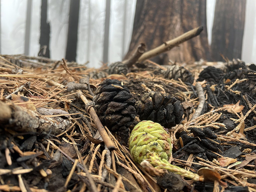 Giant sequoia cones, some of which have opened due to wildfire heat, Sequoia and Kings Canyon National Parks / NPS-Joe Suarez