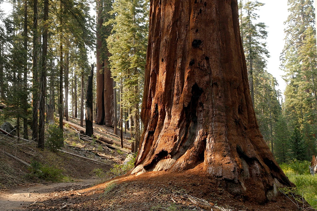 A giant sequoia tree trunk in the forest, Sequoia and Kings Canyon National Parks / NPS-Kiel Maddox