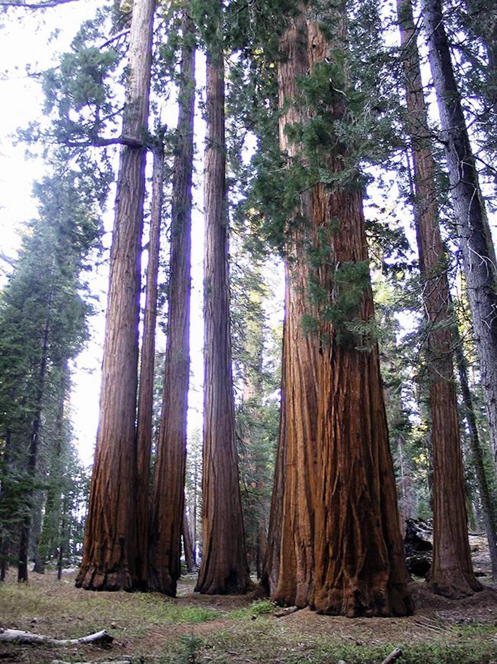 A cluster of sequoias, Sequoia and Kings Canyon National Parks / National Park Service