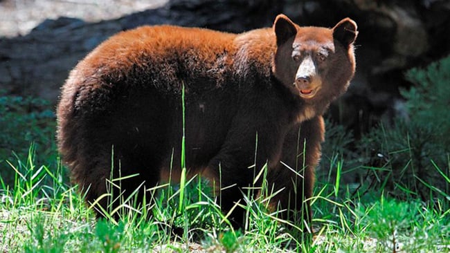 You might spot a black bear in the forest or meadows during a visit to Sequoia and Kings Canyon National Parks / NPS file You might spot a black bear in the forest or meadows during a visit to Sequoia and Kings Canyon National Parks / NPS file