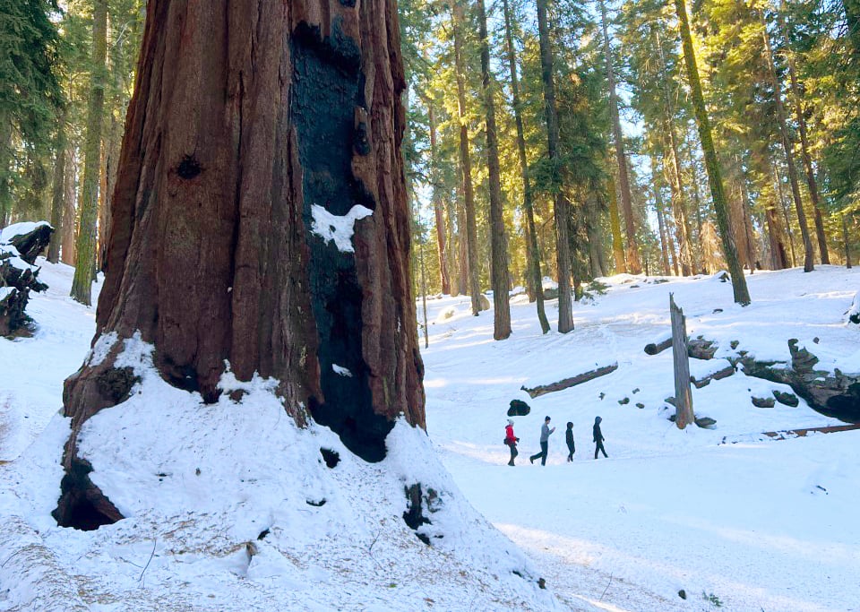 A Thanksgiving weekend visit to Sequoia and Kings Canyon National Parks requires a little bit of planning / NPS