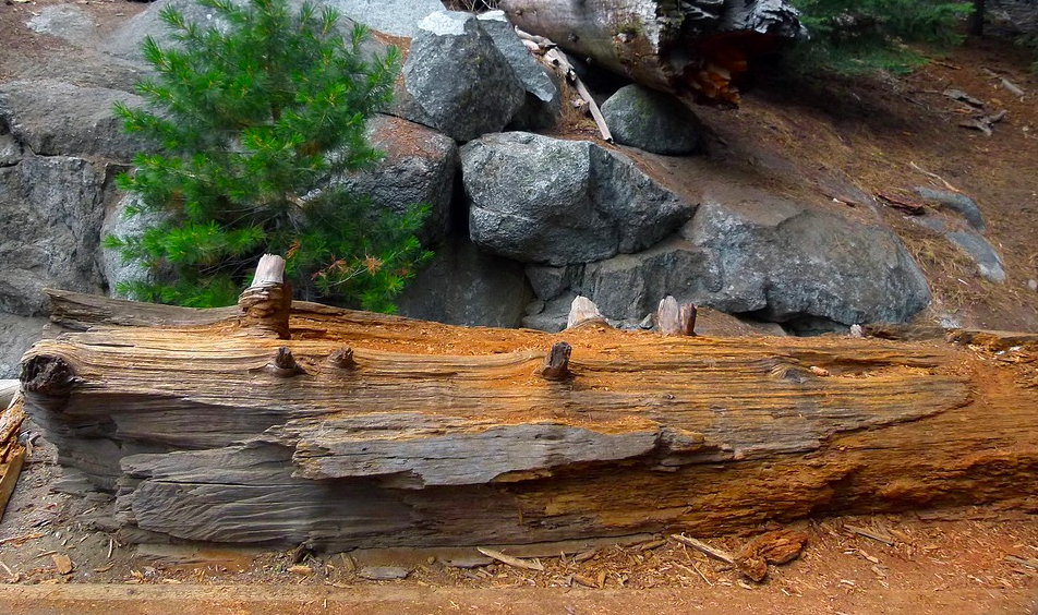 Sequoia National Park 