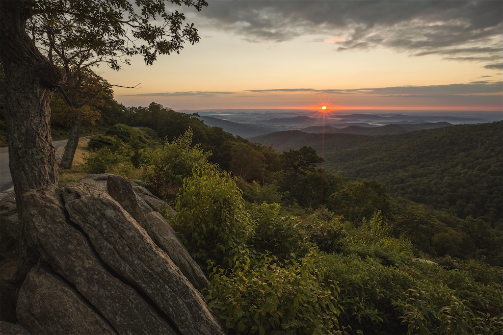 Constant monitoring is needed to keep invasive and non-native species at bay in Shenandoah National Park/NPS file Constant monitoring is needed to keep invasive and non-native species at bay in Shenandoah National Park/NPS file