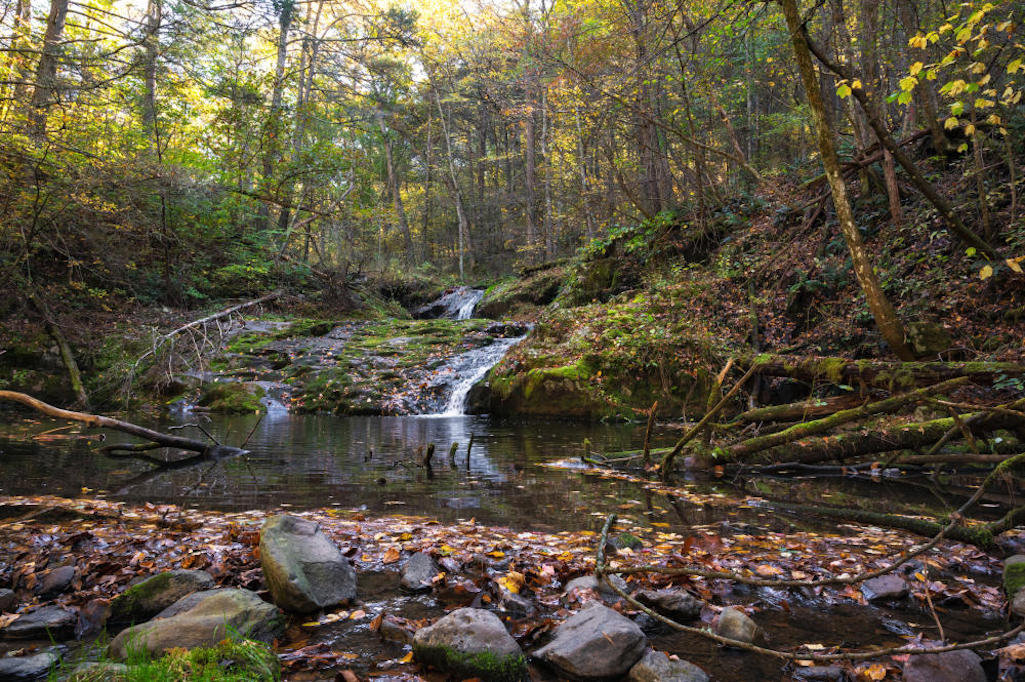 Photo of land on Tanners Ridge acquired by the Shenandoah National Park Trust (taken fall 2021). Of note, there were a number of large, healthy hemlocks near the creek (Naked Creek), and also a waterfall/NPS