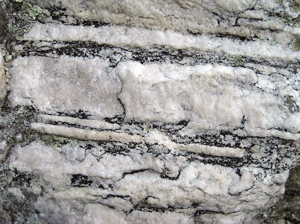 Trace fossils known as Skolithos, Shenandoah National Park / NPS
