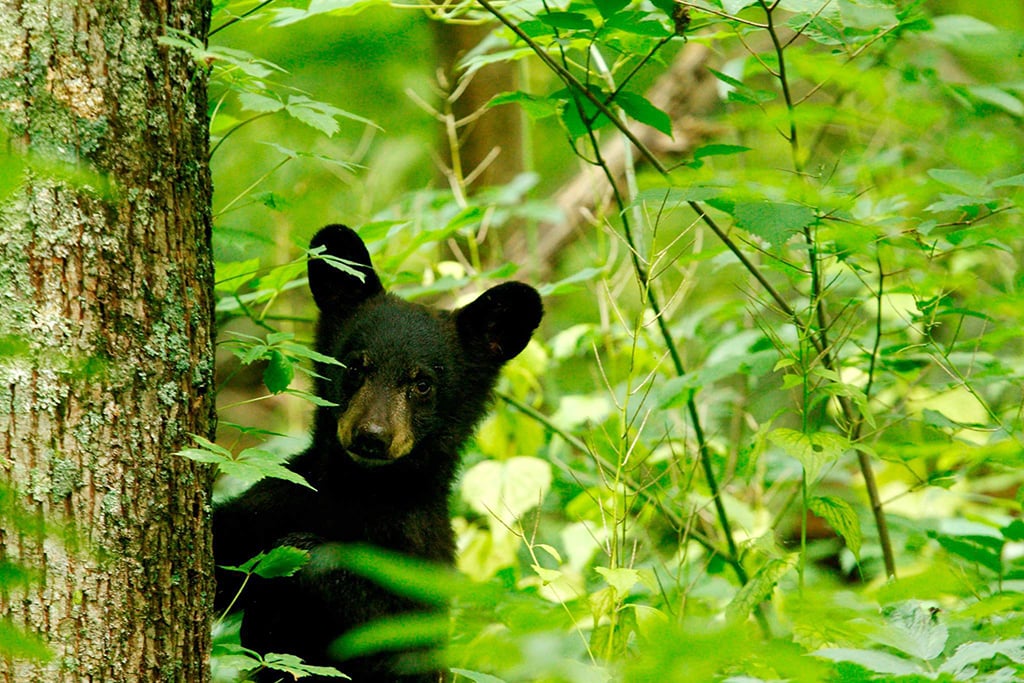 Subadult black bear, Shenandoah National Park / NPS file Subadult black bear, Shenandoah National Park / NPS file