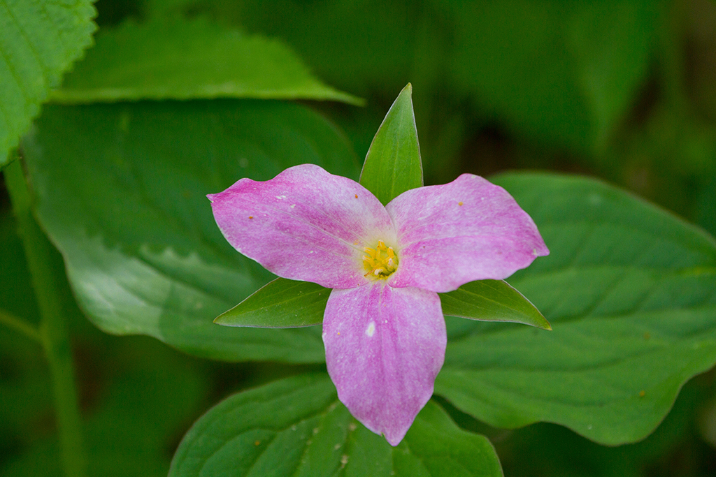Large-flowered trillium, Shenandoah National Park / NPS file