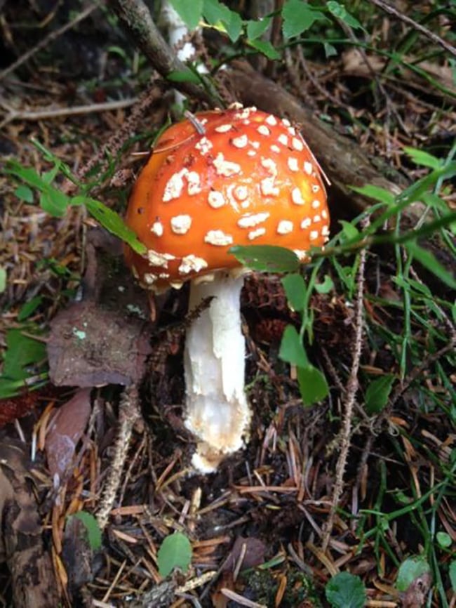 Pretty edible, or pretty poisonous? Sitka National Historical Park / NPS Pretty edible, or pretty poisonous? Sitka National Historical Park / NPS