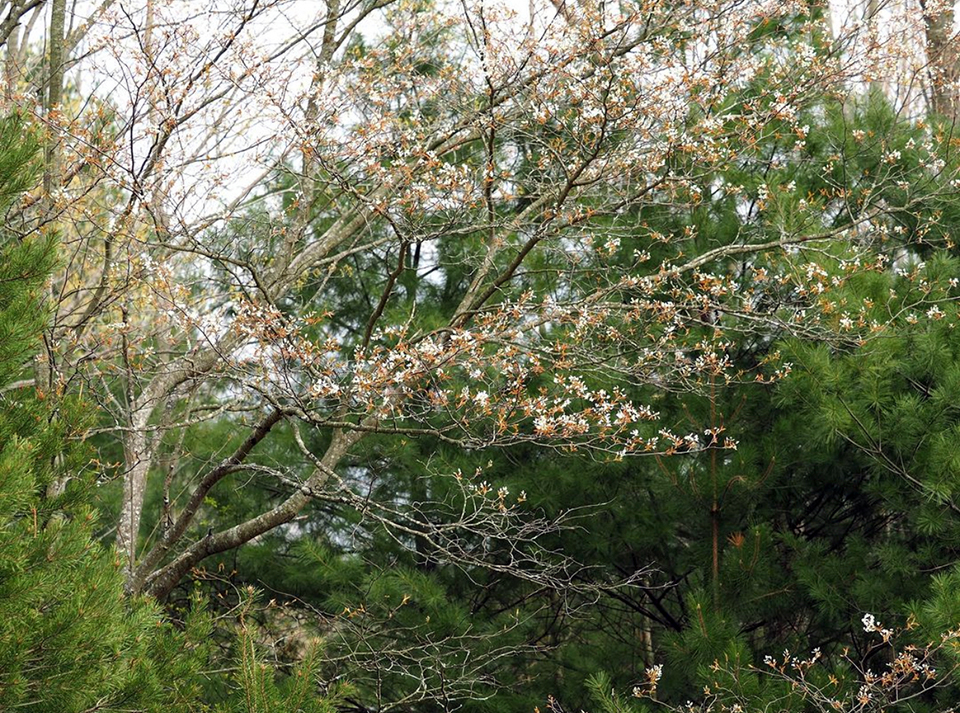 A beautiful blooming serviceberry tree, Sleeping Bear Dunes National Lakeshore / NPS - C. Olsen