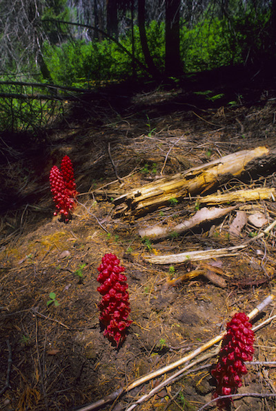 Snow plant in the Sierra/Patrick Cone Snow plant in the Sierra/Patrick Cone