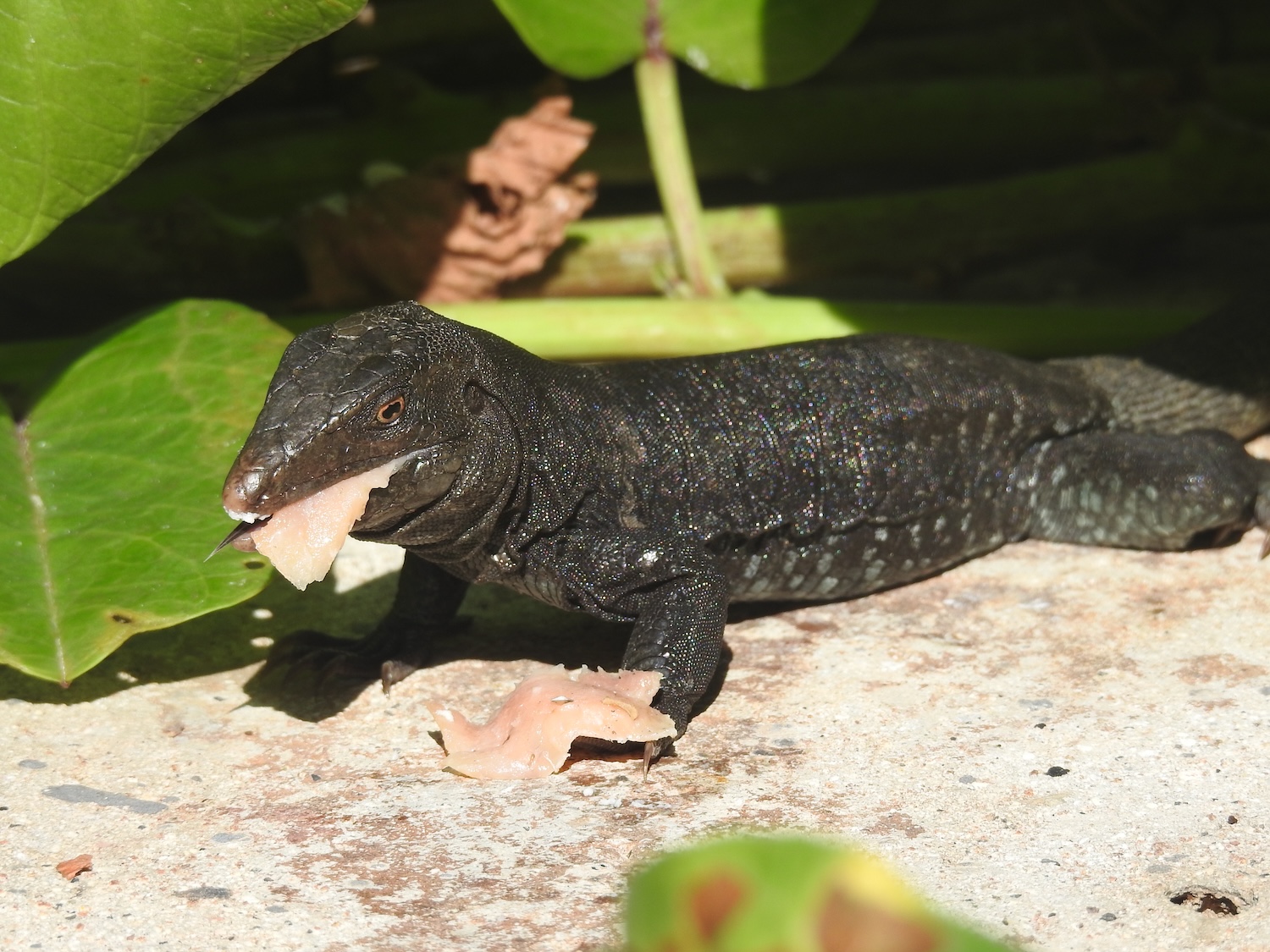 The Sombrero Ground Lizard can only be found on Sombrero Island, an offshore cay that belongs to Anguilla. The Sombrero Ground Lizard can only be found on Sombrero Island, an offshore cay that belongs to Anguilla.