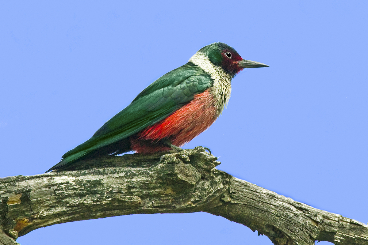 The Lewis's Woodpecker has been identified as a species at risk within the boundary of the proposed national park reserve.