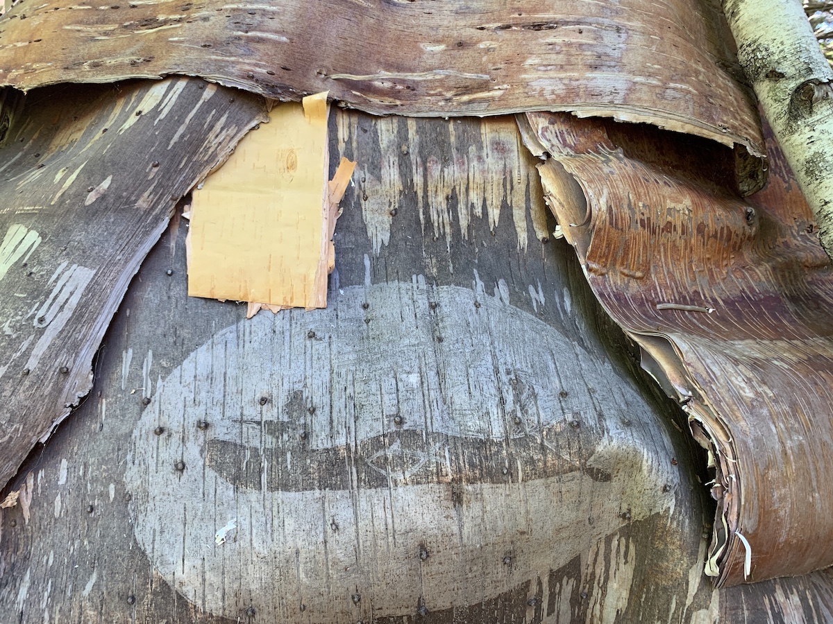 A drawing of a canoe is etched into the birch bark covering the wigwam at Skmaqn. A drawing of a canoe is etched into the birch bark covering the wigwam at Skmaqn.