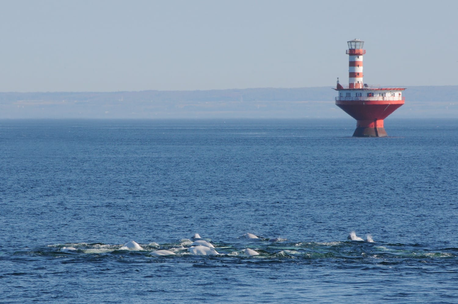 A pod of belugas in Saguenay-St. Lawrence Marine Park in Quebec.